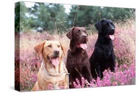 Labrador Dogs Yellow, Chocolate and Black Labradors-null-Stretched Canvas
