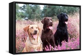 Labrador Dogs Yellow, Chocolate and Black Labradors-null-Framed Stretched Canvas