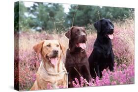 Labrador Dogs Yellow, Chocolate and Black Labradors-null-Stretched Canvas