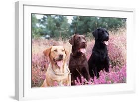 Labrador Dogs Yellow, Chocolate and Black Labradors-null-Framed Photographic Print