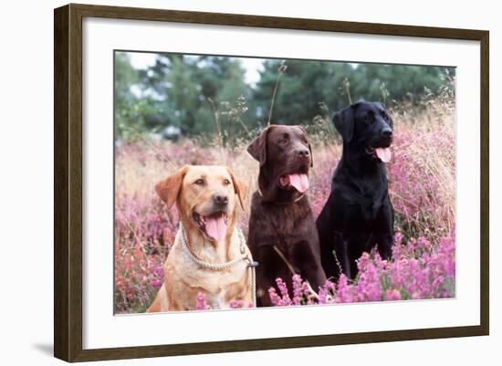 Labrador Dogs Yellow, Chocolate and Black Labradors-null-Framed Photographic Print