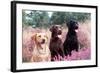 Labrador Dogs Yellow, Chocolate and Black Labradors-null-Framed Photographic Print