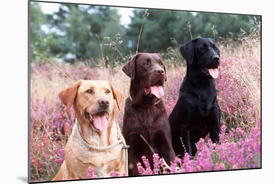 Labrador Dogs Yellow, Chocolate and Black Labradors-null-Mounted Photographic Print