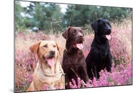 Labrador Dogs Yellow, Chocolate and Black Labradors-null-Mounted Photographic Print