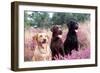 Labrador Dogs Yellow, Chocolate and Black Labradors-null-Framed Photographic Print