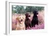 Labrador Dogs Yellow, Chocolate and Black Labradors-null-Framed Photographic Print