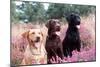 Labrador Dogs Yellow, Chocolate and Black Labradors-null-Mounted Photographic Print