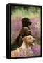 Labrador Dogs, Yellow Chocolate and Black-null-Framed Stretched Canvas