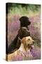 Labrador Dogs, Yellow Chocolate and Black-null-Stretched Canvas