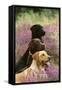 Labrador Dogs, Yellow Chocolate and Black-null-Framed Stretched Canvas