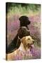 Labrador Dogs, Yellow Chocolate and Black-null-Stretched Canvas