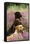 Labrador Dogs, Yellow Chocolate and Black-null-Framed Stretched Canvas