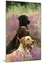 Labrador Dogs, Yellow Chocolate and Black-null-Mounted Photographic Print