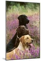 Labrador Dogs, Yellow Chocolate and Black-null-Mounted Photographic Print