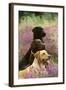 Labrador Dogs, Yellow Chocolate and Black-null-Framed Photographic Print