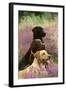 Labrador Dogs, Yellow Chocolate and Black-null-Framed Photographic Print