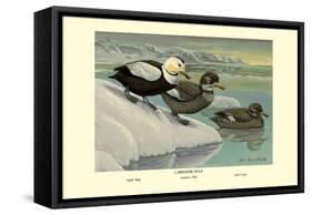 Labrador Duck-Louis Agassiz Fuertes-Framed Stretched Canvas