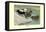 Labrador Duck-Louis Agassiz Fuertes-Framed Stretched Canvas