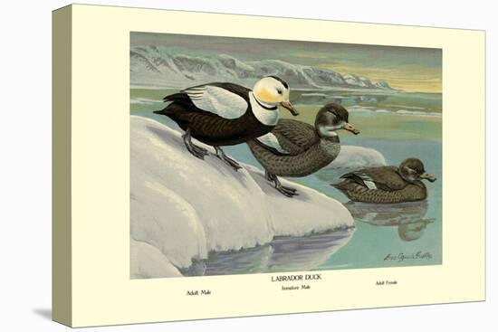 Labrador Duck-Louis Agassiz Fuertes-Stretched Canvas