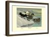 Labrador Duck-Louis Agassiz Fuertes-Framed Art Print