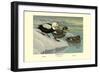 Labrador Duck-Louis Agassiz Fuertes-Framed Art Print