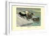 Labrador Duck-Louis Agassiz Fuertes-Framed Art Print