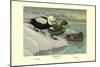 Labrador Duck-Louis Agassiz Fuertes-Mounted Art Print