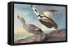 Labrador Duck-John James Audubon-Framed Stretched Canvas