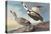 Labrador Duck-John James Audubon-Stretched Canvas