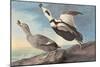 Labrador Duck-John James Audubon-Mounted Art Print