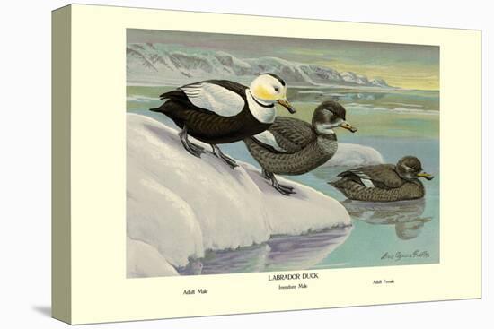 Labrador Duck-Louis Agassiz Fuertes-Stretched Canvas