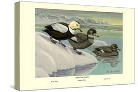 Labrador Duck-Louis Agassiz Fuertes-Stretched Canvas