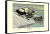 Labrador Duck-Louis Agassiz Fuertes-Framed Stretched Canvas