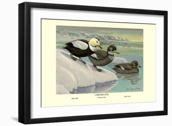 Labrador Duck-Louis Agassiz Fuertes-Framed Art Print