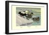 Labrador Duck-Louis Agassiz Fuertes-Framed Art Print