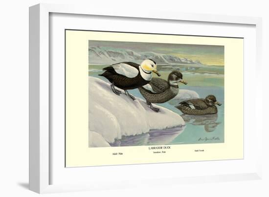Labrador Duck-Louis Agassiz Fuertes-Framed Art Print