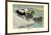 Labrador Duck-Louis Agassiz Fuertes-Framed Art Print