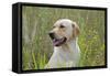 Labrador in Field-null-Framed Stretched Canvas