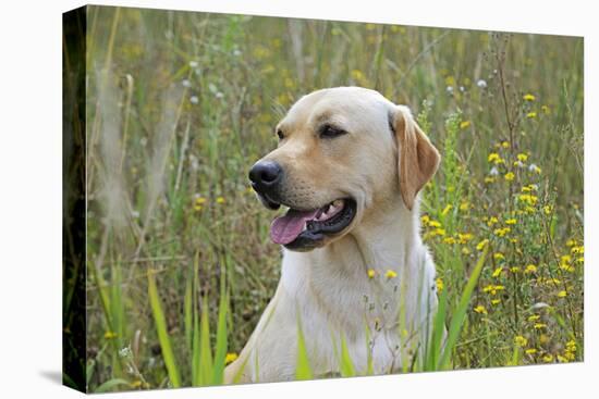 Labrador in Field-null-Stretched Canvas