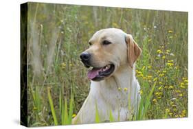 Labrador in Field-null-Stretched Canvas