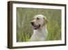 Labrador in Field-null-Framed Photographic Print