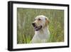 Labrador in Field-null-Framed Photographic Print