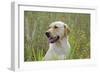 Labrador in Field-null-Framed Photographic Print