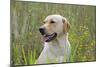 Labrador in Field-null-Mounted Photographic Print