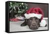 Labrador in Santa Hat Sleeping by Xmas Tree-null-Framed Stretched Canvas