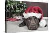 Labrador in Santa Hat Sleeping by Xmas Tree-null-Stretched Canvas