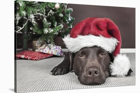 Labrador in Santa Hat Sleeping by Xmas Tree-null-Stretched Canvas