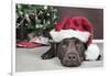 Labrador in Santa Hat Sleeping by Xmas Tree-null-Framed Photographic Print