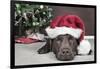 Labrador in Santa Hat Sleeping by Xmas Tree-null-Framed Photographic Print