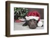 Labrador in Santa Hat Sleeping by Xmas Tree-null-Framed Photographic Print
